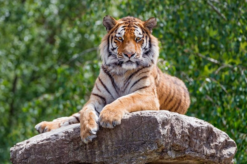 Tiger Names